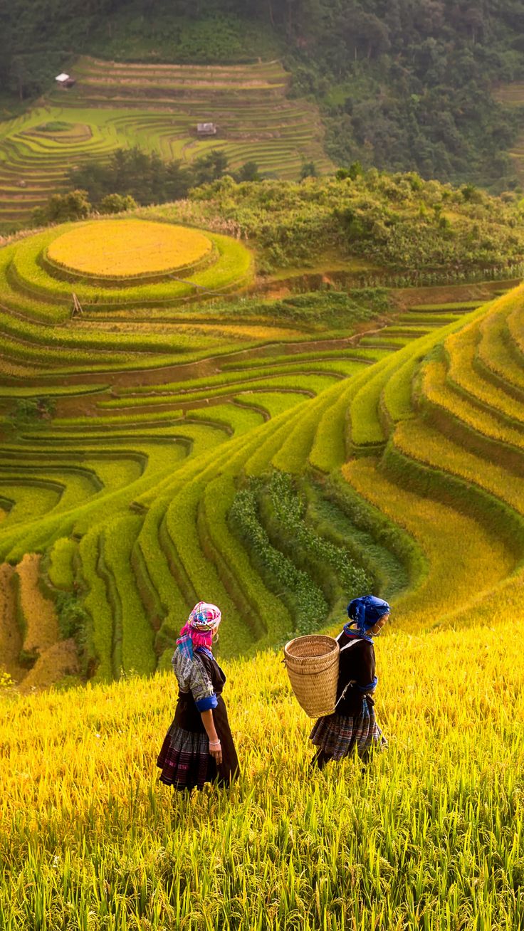 Sapa